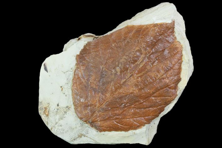 Fossil Leaf (Beringiaphyllum) - Montana #101958